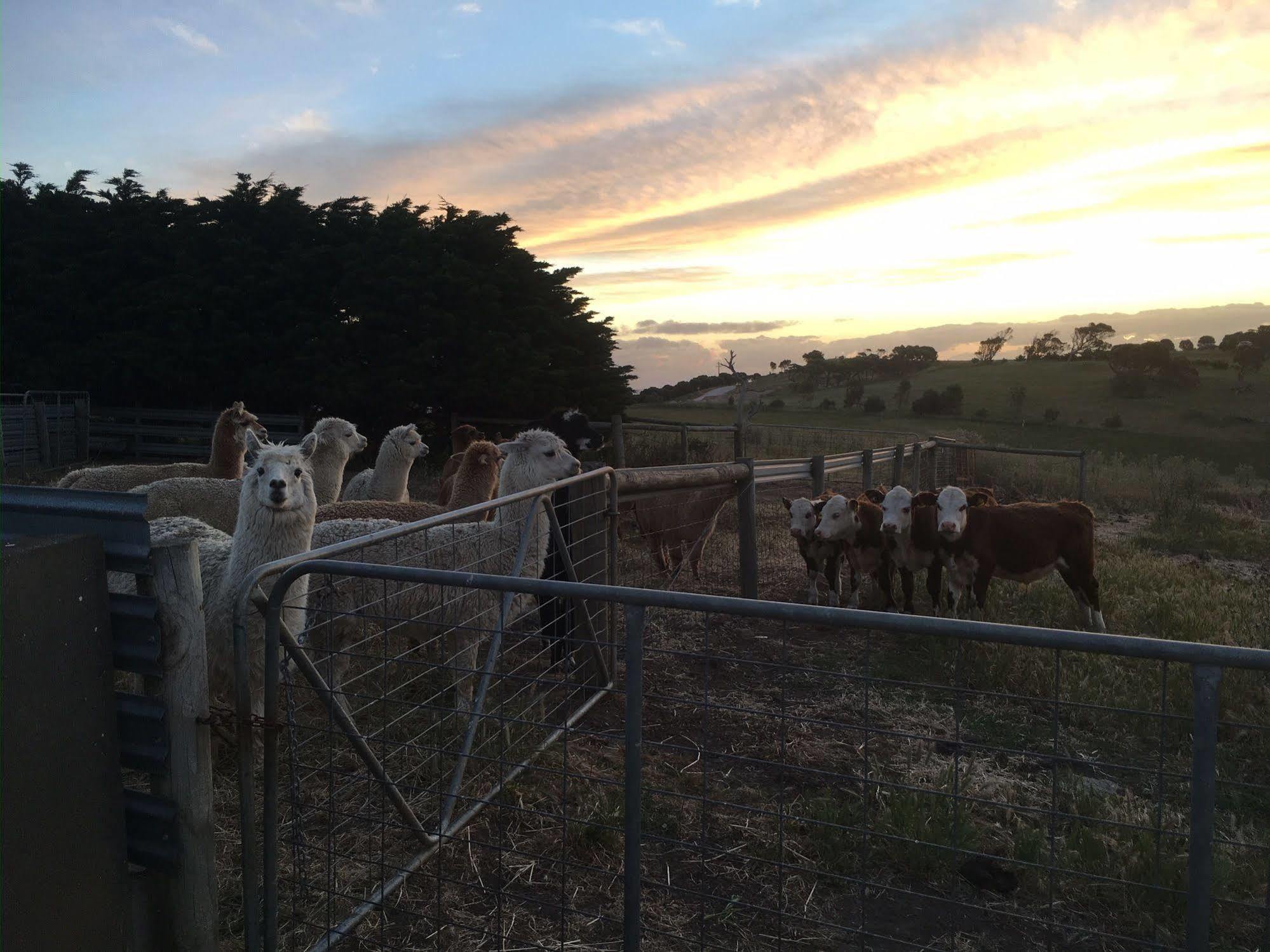Morella Farmstay Cape Jervis Εξωτερικό φωτογραφία